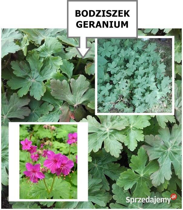 ROZCHODNIK okazały wieloletni inne roślinyWysył Koszalin