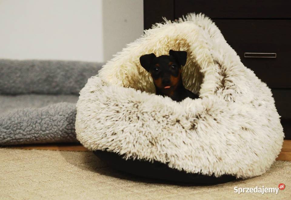 Pinczer miniaturowy ZKwP FCI przebadany bogata Chełm