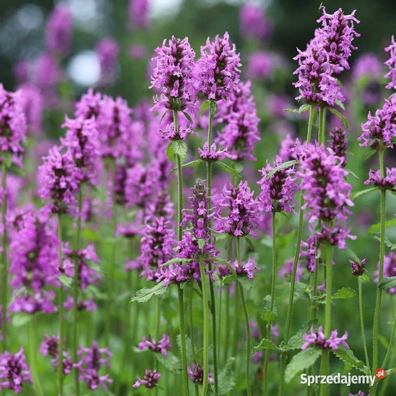 Bukwica zwyczajna Opole