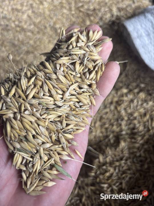 Sprzedam zboże pszenica mieszanka jara owies z Radom