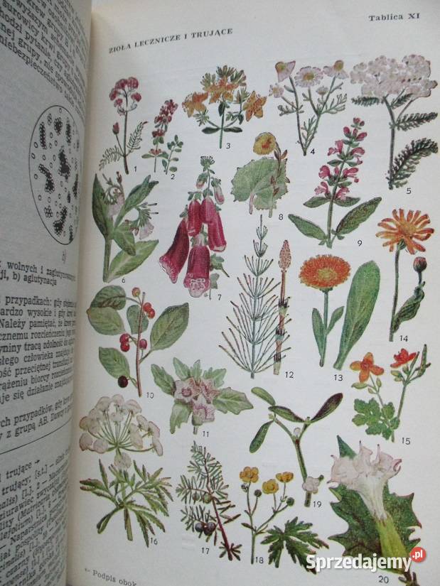 Mała Encyklopedia Zdrowia medycyna zdrowie medycyna, nauki medyczne Łódź sprzedam