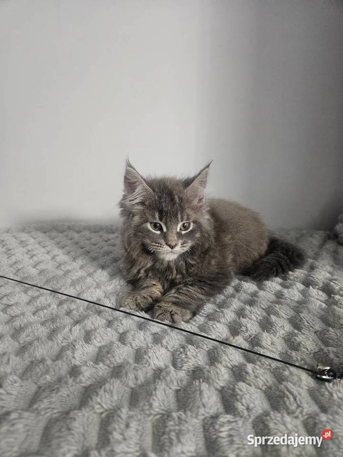 Maine Coon kocur niebieski mazowieckie Radom