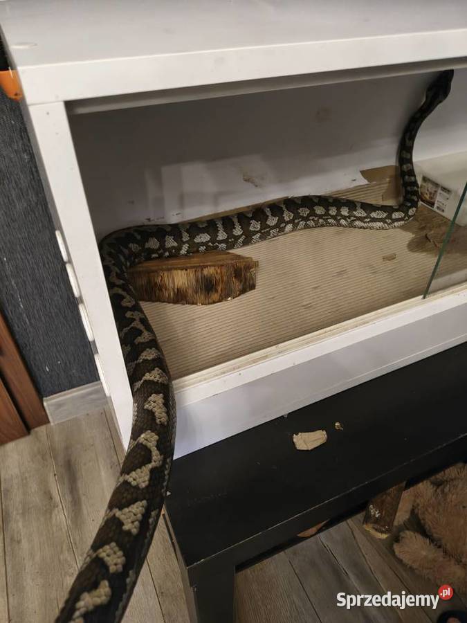 Morelia Spilota Variegata Samica Gady i płazy Radlin