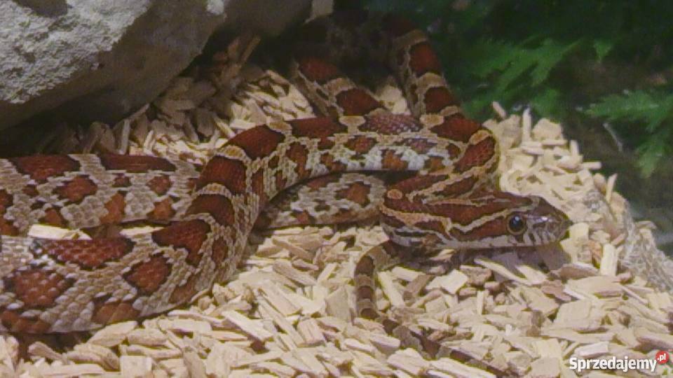 Sprzedam Węża Zbożowego około 70 z terrarium Nadarzyn