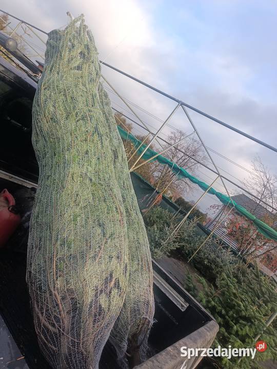 Sprzedaz choinek zapraszamy 570597166 Iglaste Chrząchów sprzedam