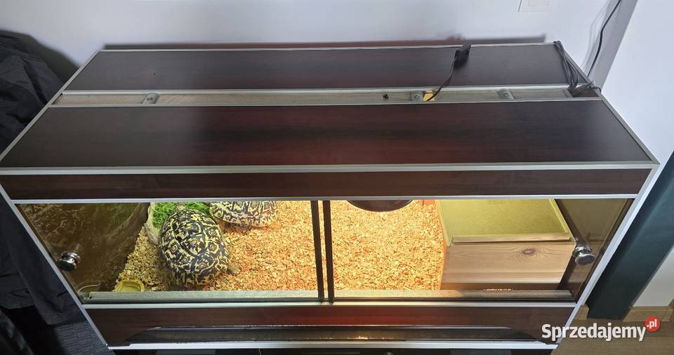 Żółwie lamparcie z terrarium warmińsko-mazurskie Dywity