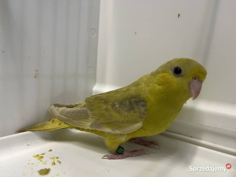 Stokówki Prążkowane Katarzynki Przeworsk