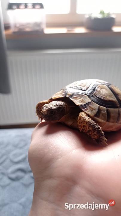 Żółw Marginata około cztery lata Testudo Gady i płazy Rybnik