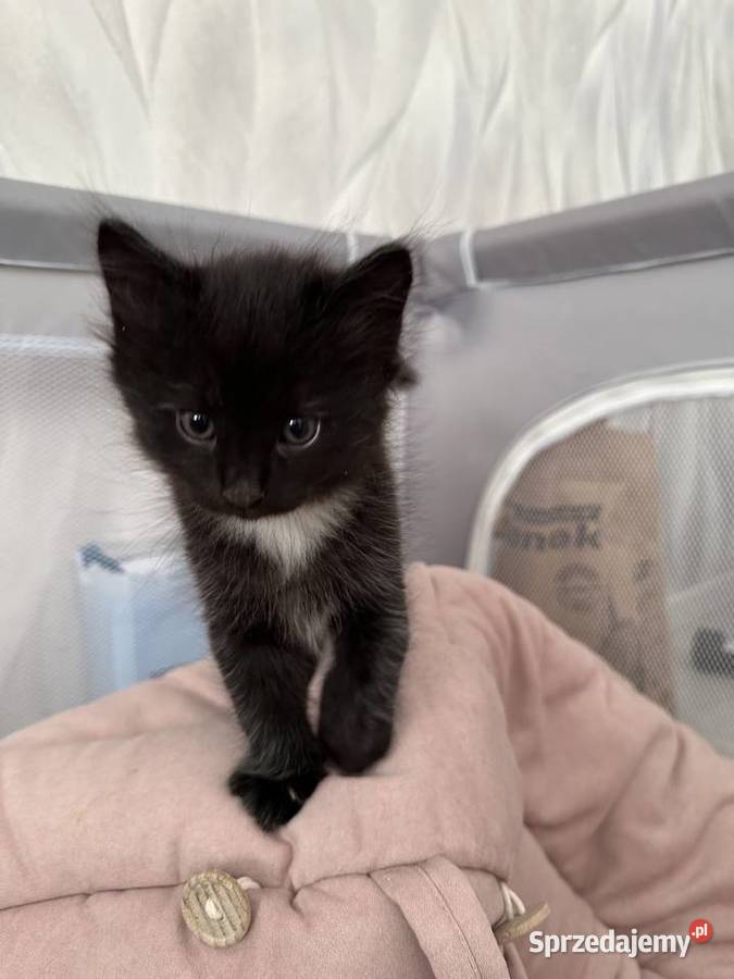 Rodowodowe kotki syberyjskie Świerzna