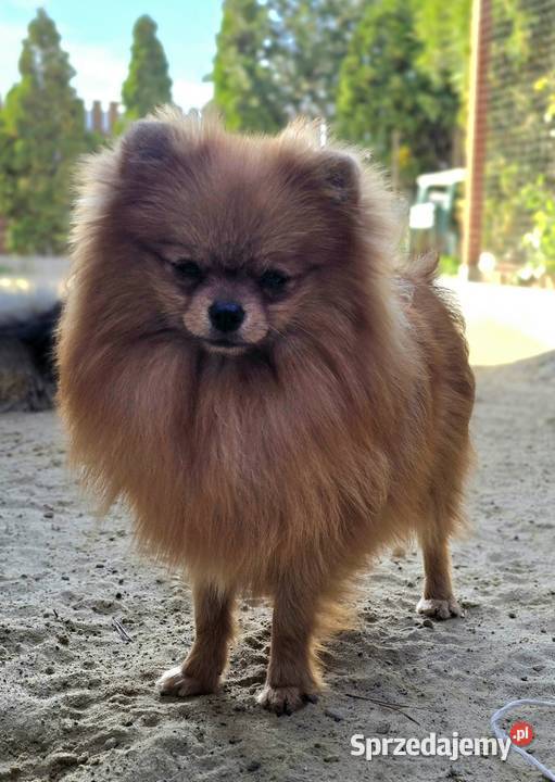 Pomeranian szpic miniaturowy zkwp FCI Szpic miniaturowy
