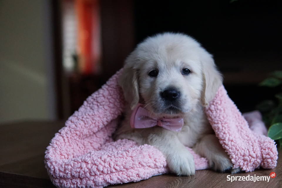 Szczeniak Golden Retriever podkarpackie Rzeszów