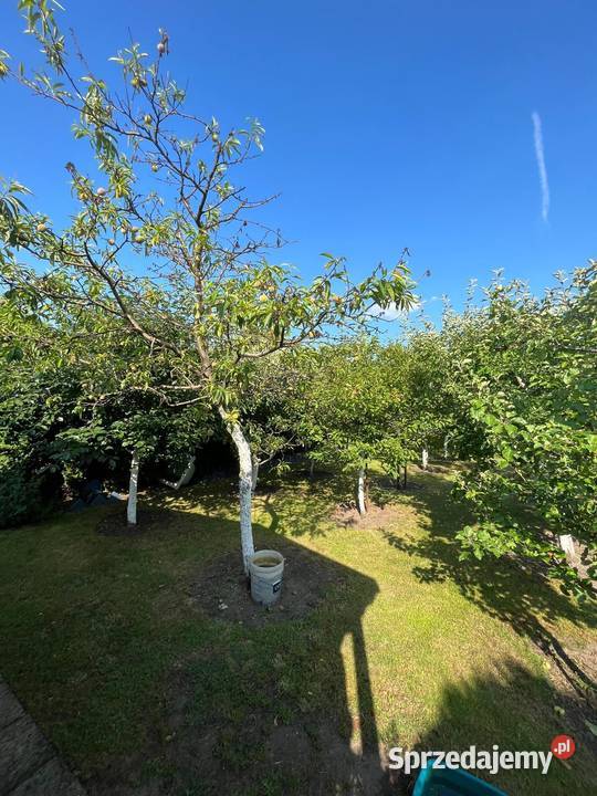 DZIAŁKA ROD STOKROTKASprzedam Sprzedaż