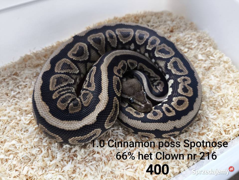Wąż pyton królewski 216 Boruja Kościelna sprzedam