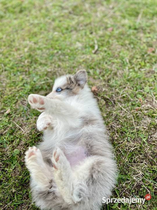 Border collie suczka Pozostałe Ostrowiec Świętokrzyski
