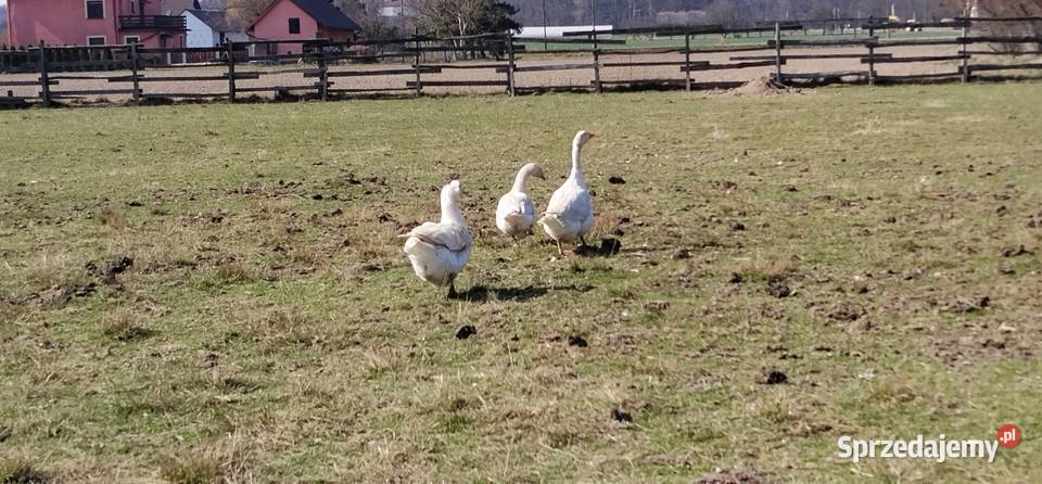 Gęsi białe 2025 Pruchna