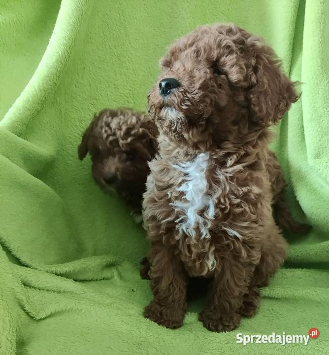 Pudel miniaturowy toy podkarpackie Boguchwała sprzedam