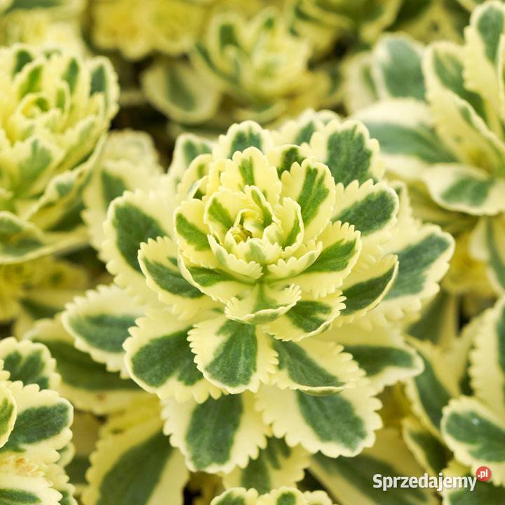 Rozchodnik Atlantis wielobarwny Kadłub