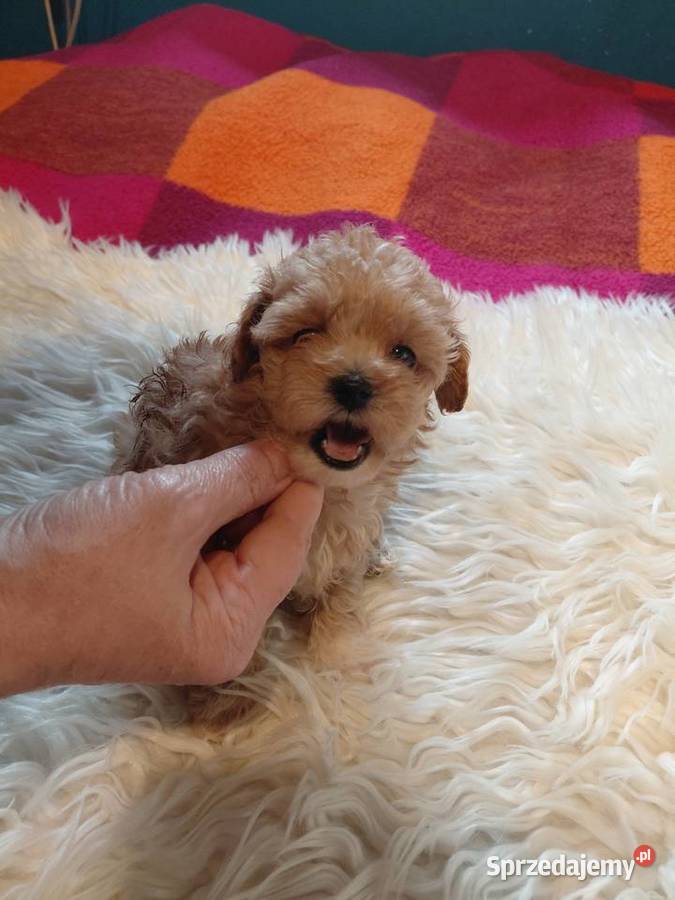 Pudel toy suczka morelowa Pozostałe mazowieckie Wyszków
