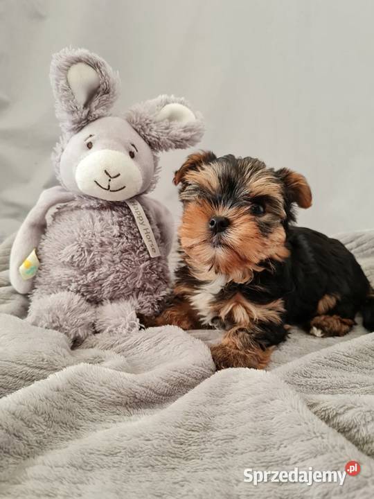 Mini Dziewczyna Yorkshire Terrier z Chipem śląskie Częstochowa sprzedam