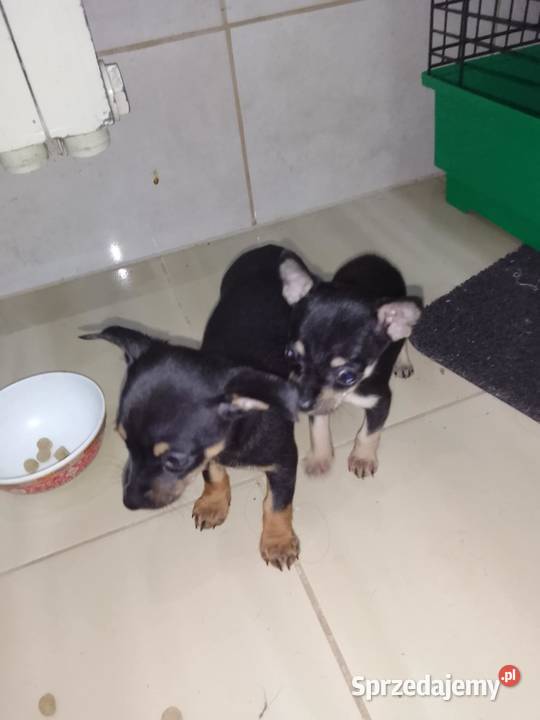 Pinczerek miniaturka suczka i piesek małopolskie sprzedam