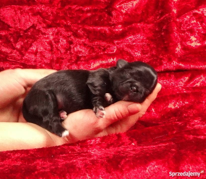Shih tzu z rodowodem ZHPR UCIunikalne Iława