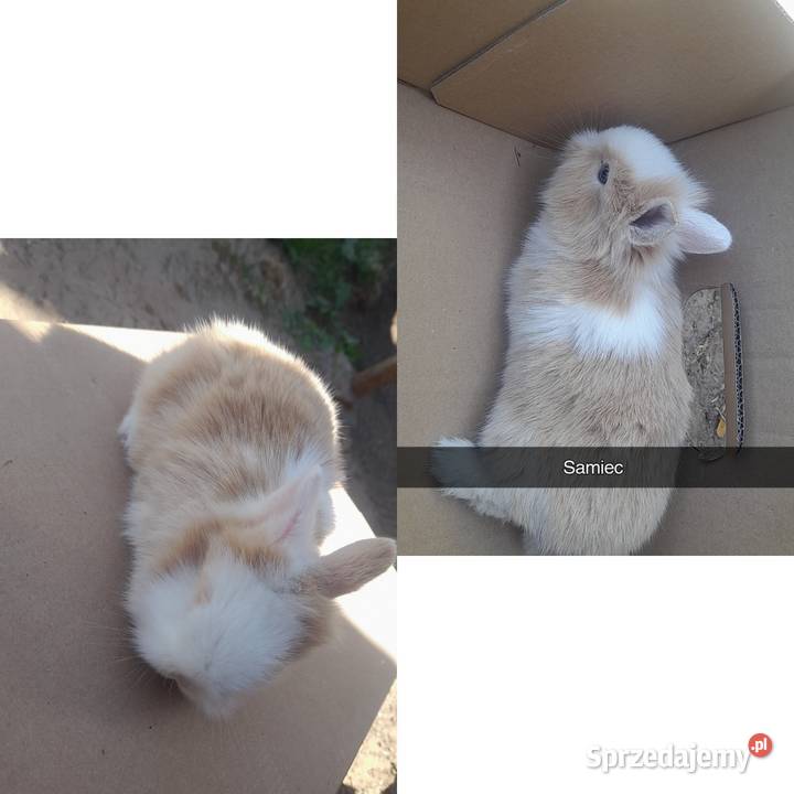 Młode króliki miniaturki Króliki Płońsk