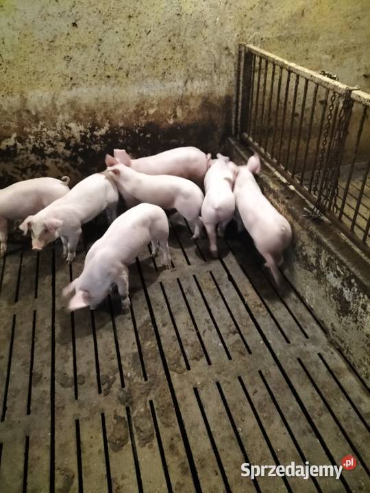 Sprzedam prosiaki Piotrków Trybunalski