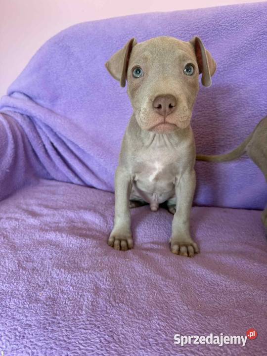 American Pit Bull silverfawn pitbull Sieradz