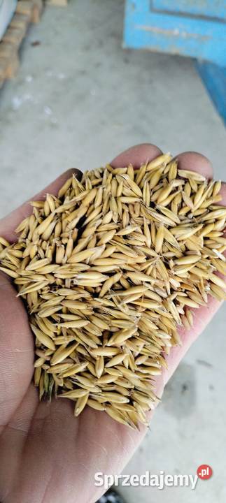 Owies RAMBO PIĘKNY łódzkie Łask