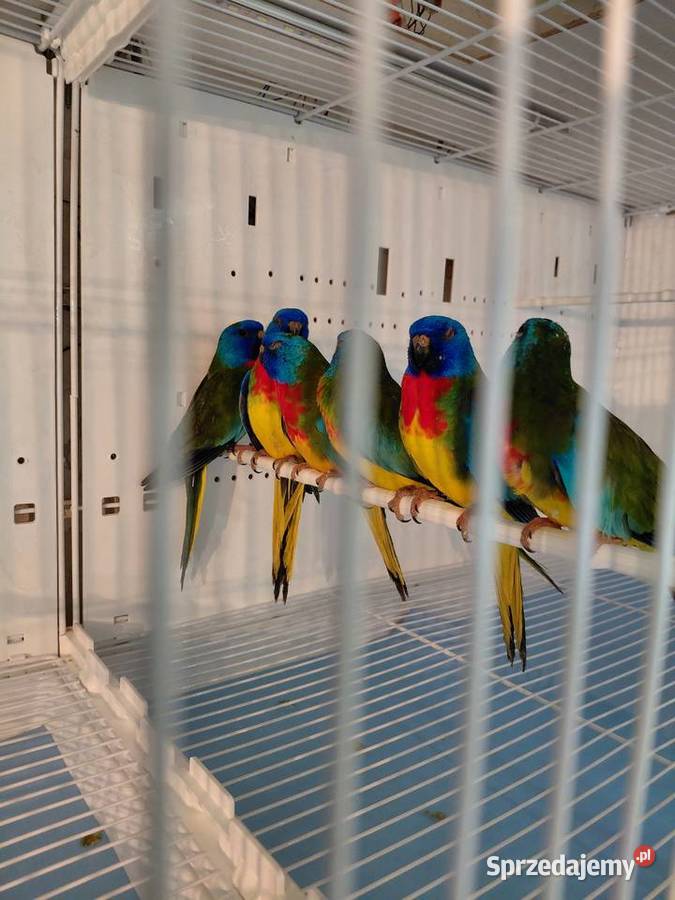 Łąkówki wspaniale Ptaki Kalisz