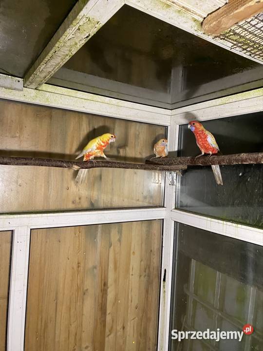 Sprzedam rozelle królewskie Zgórze