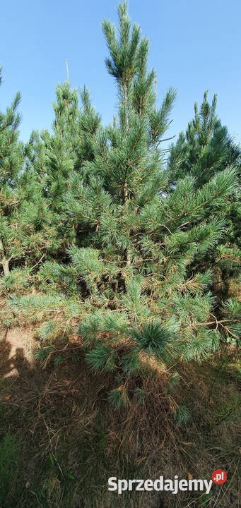 Limba Sosna górska Duże drzewa iglaste Szkółka Rośliny Dom i Ogród Wisznice sprzedam