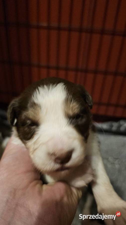 Border collie szczenięta z rodowodem gotowe do Radom