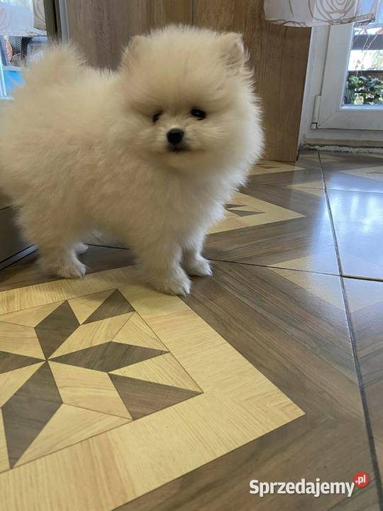 SZPIC MINIATUROWY POMERANIAN ŚLICZNA MALUTKA Szpic miniaturowy Warszawa