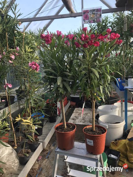 Oleandry na pniu Skawina