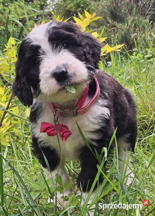 BernedoodleRodzice FCI inteligentny puchaty