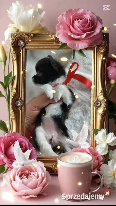 Chihuahua dziewczynka długowłosa suczka Inowrocław sprzedam