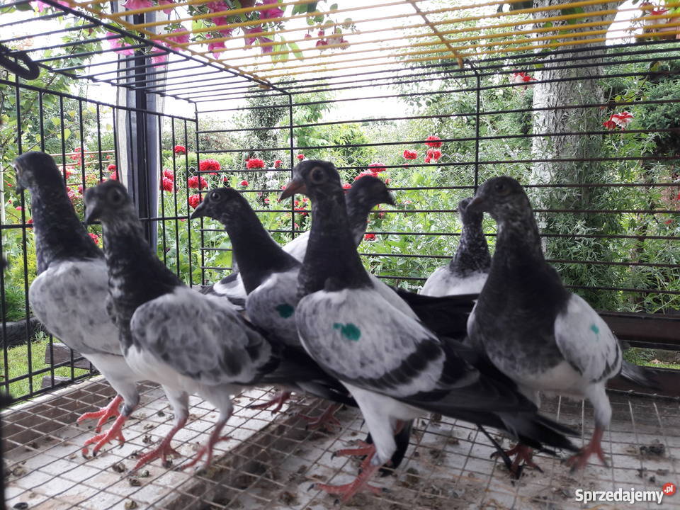 Gołębie deresze Białystok