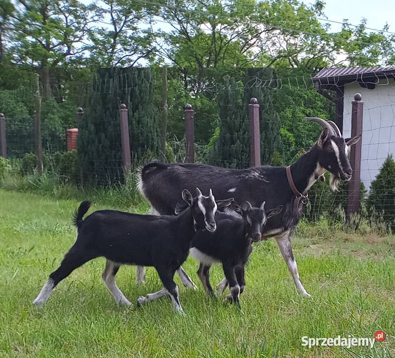 Młode koźlęta kózki Kozy Dębicze