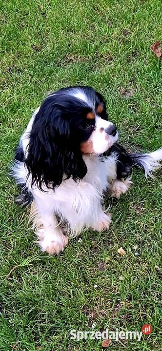 Cavalier King Charles Spaniel Reproduktor Siedliszowice