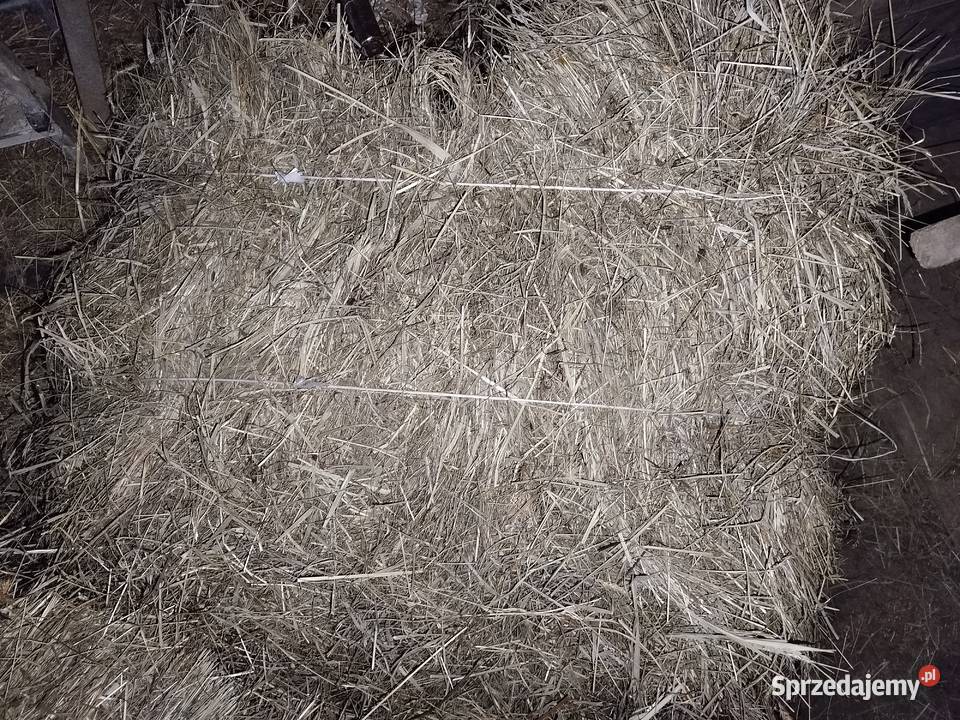 Sprzedam Pszenżyto Pszenice Siano