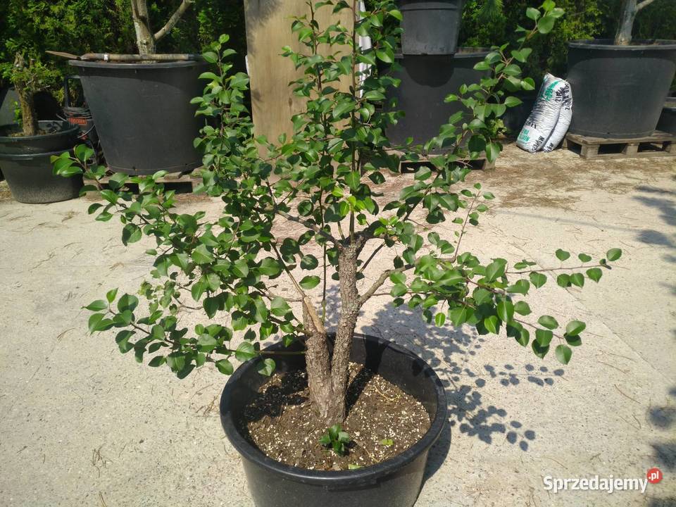 Drzewka pre bonsai dzika grusza i grab Skierniewice sprzedam