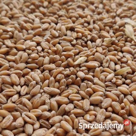 Pszenica 80zl 100 Kierżno sprzedam