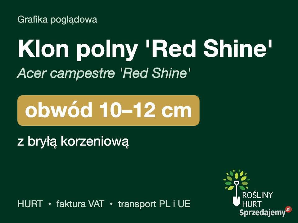Klon polny Red Shine Acer campestre obwód 1012 z sprzedam