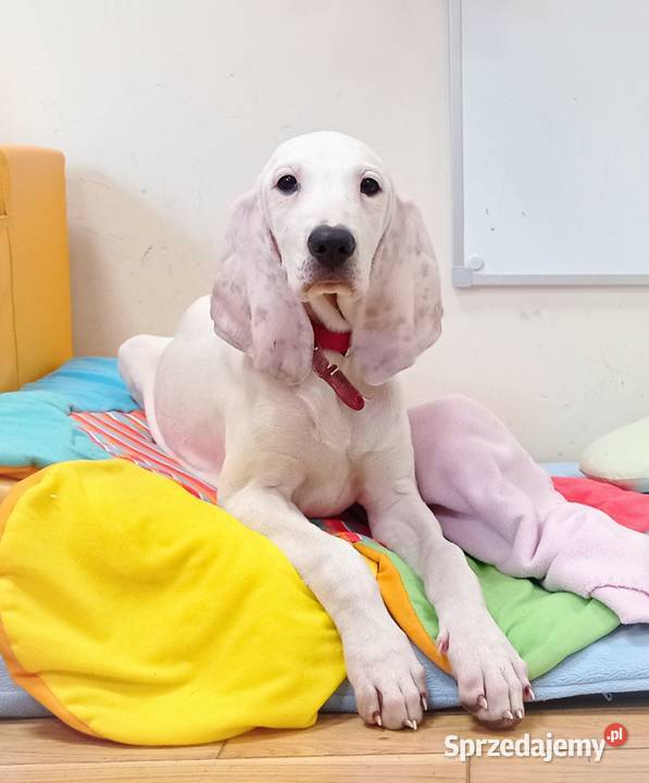 Porcelaine rodowód ZKwP FCI Warszawa