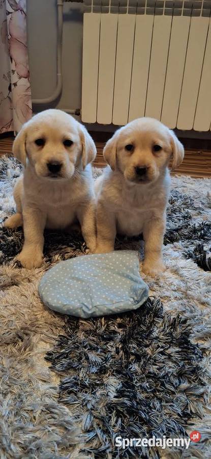 Śliczne szczenięta labradorki Ryki sprzedam