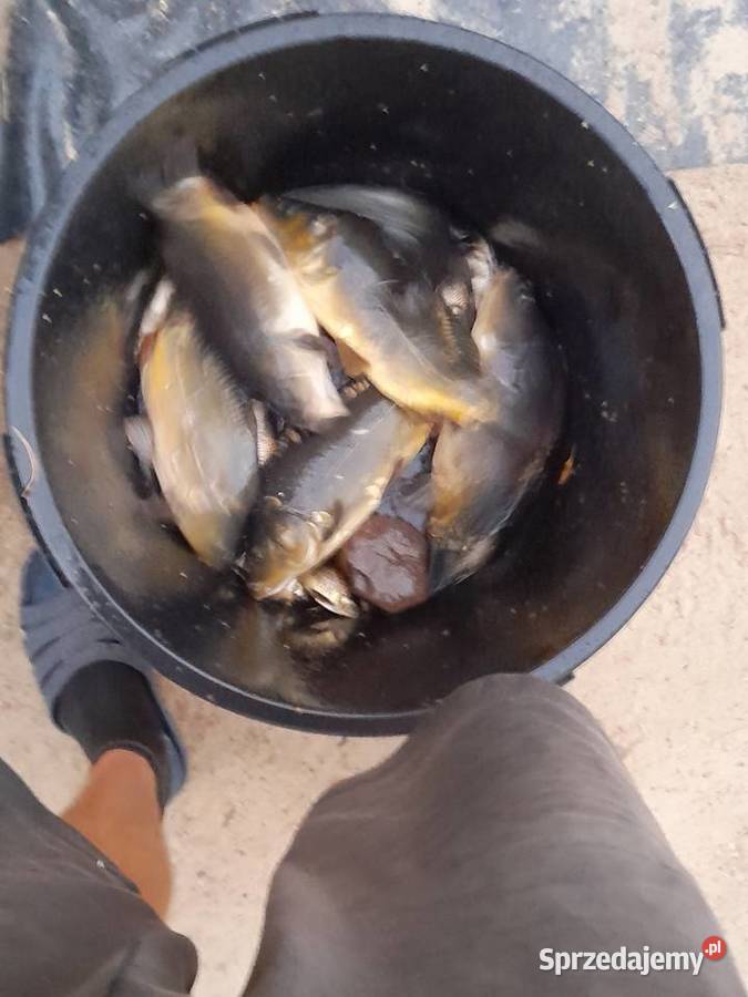 RYBY KROCZEK KARPIA 1020 Konin