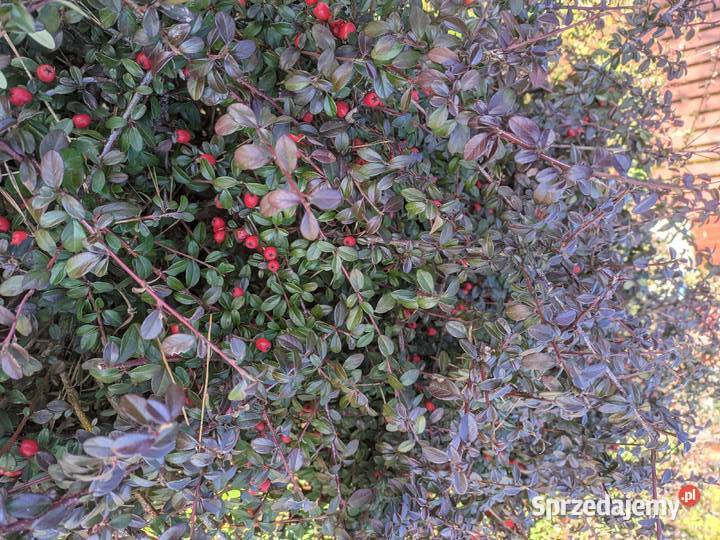 Irga Coral Beauty niski krzew duże sadzonki Lublin sprzedam