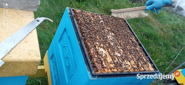 Wczesne ODKŁADY PSZCZELE 2025 R MOCNE ROJE małopolskie Klecza Dolna