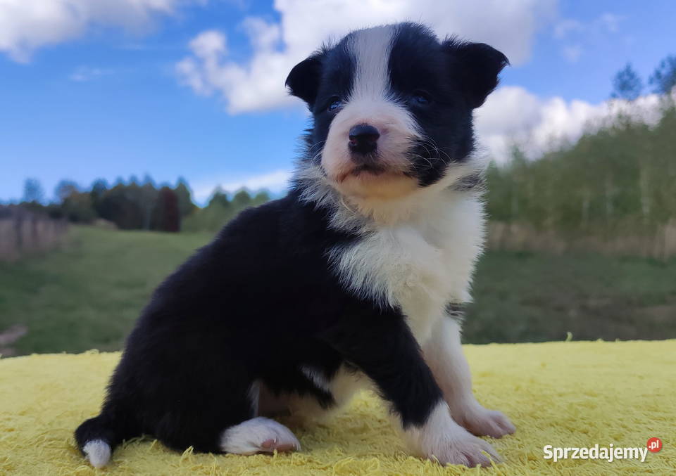 Piękna suczka HELGA BORDER COLLIE z pełną dok podkarpackie